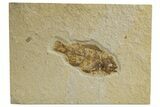 Bargain, Fossil Fish (Priscacara) - Wyoming #318441-1